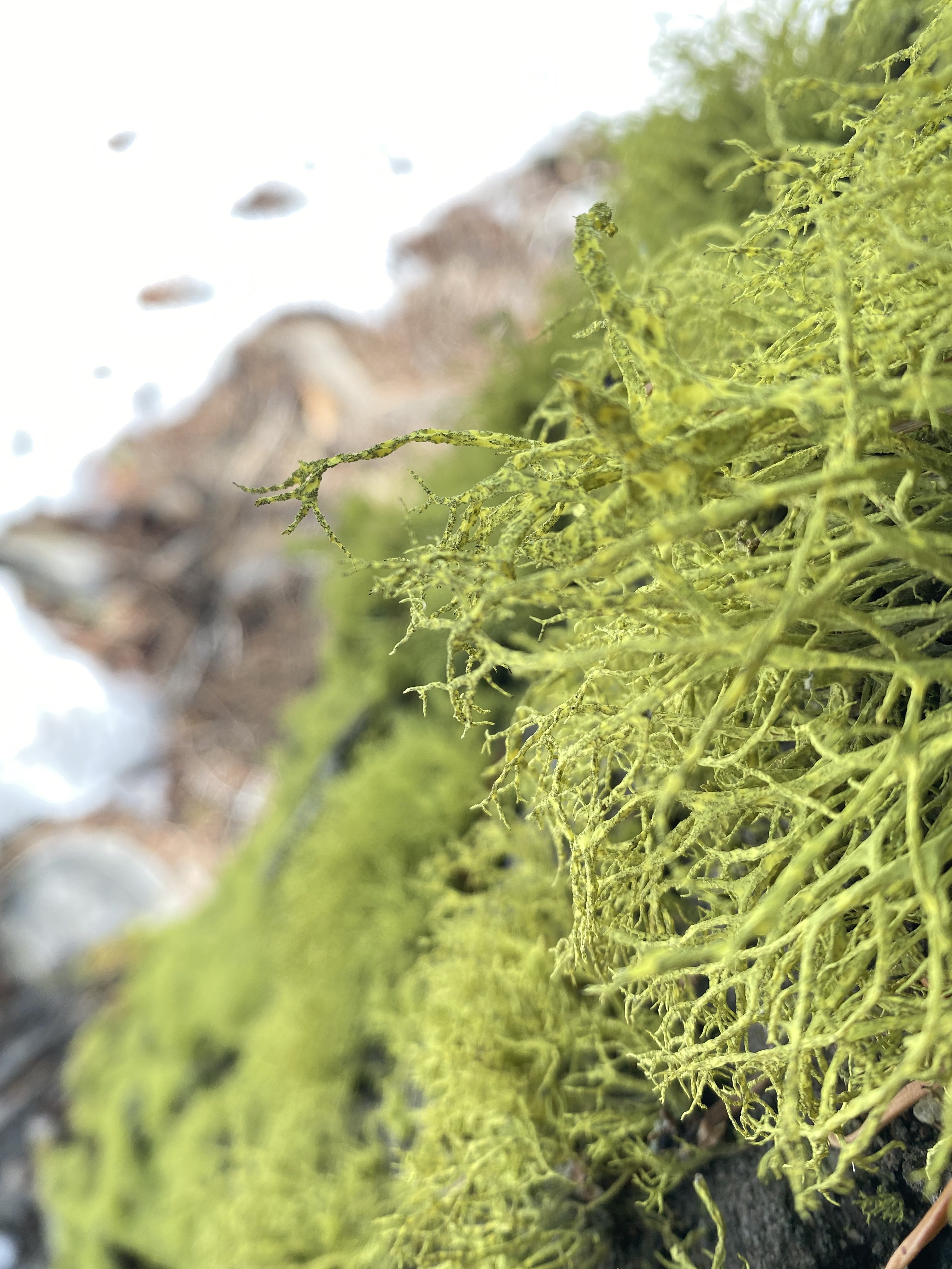 Mossy Wall